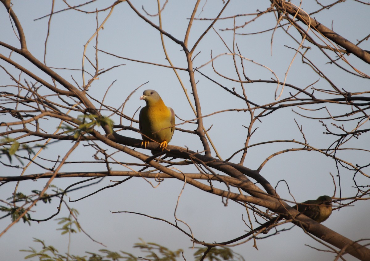 Yellow-footed Green-Pigeon - Ashray Kamath