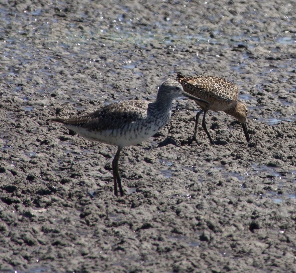 Long-billed Dowitcher - ML338027031