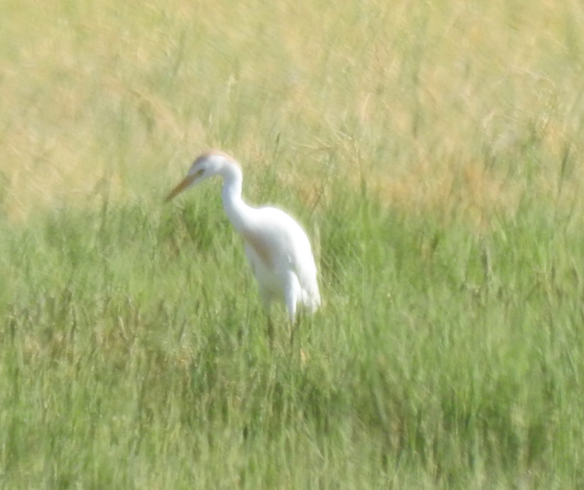 Western Cattle-Egret - ML338029811
