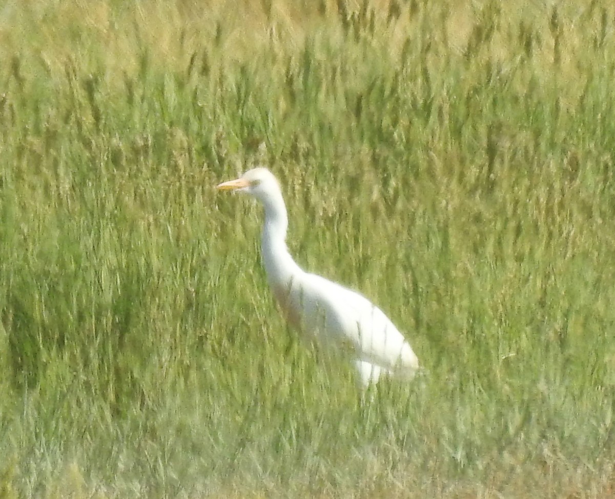 Western Cattle-Egret - ML338029821