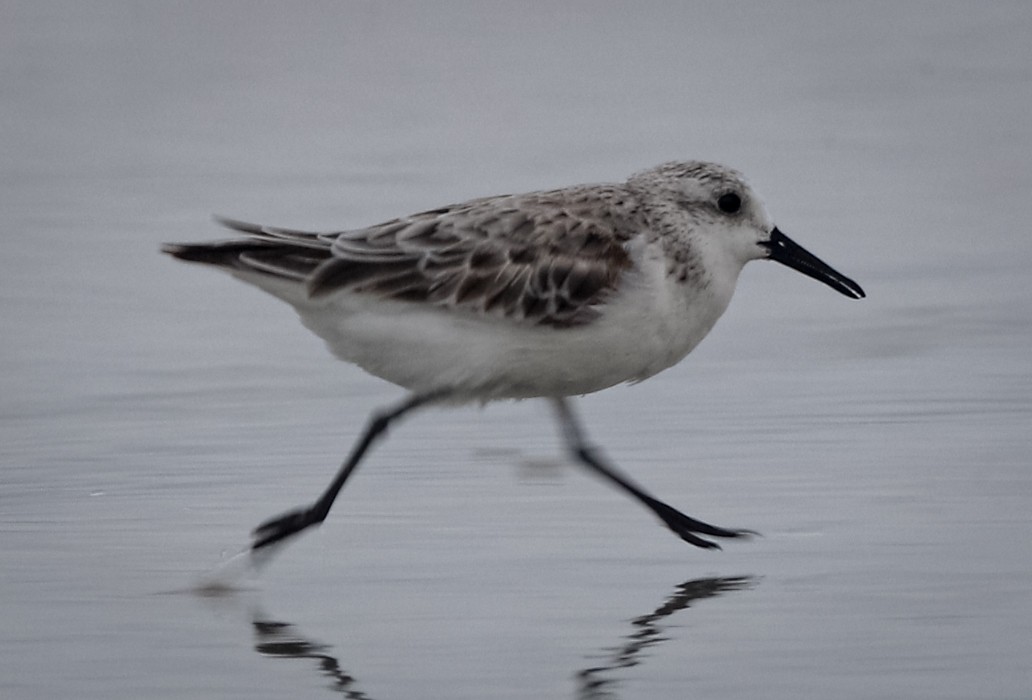 Bécasseau sanderling - ML338030811