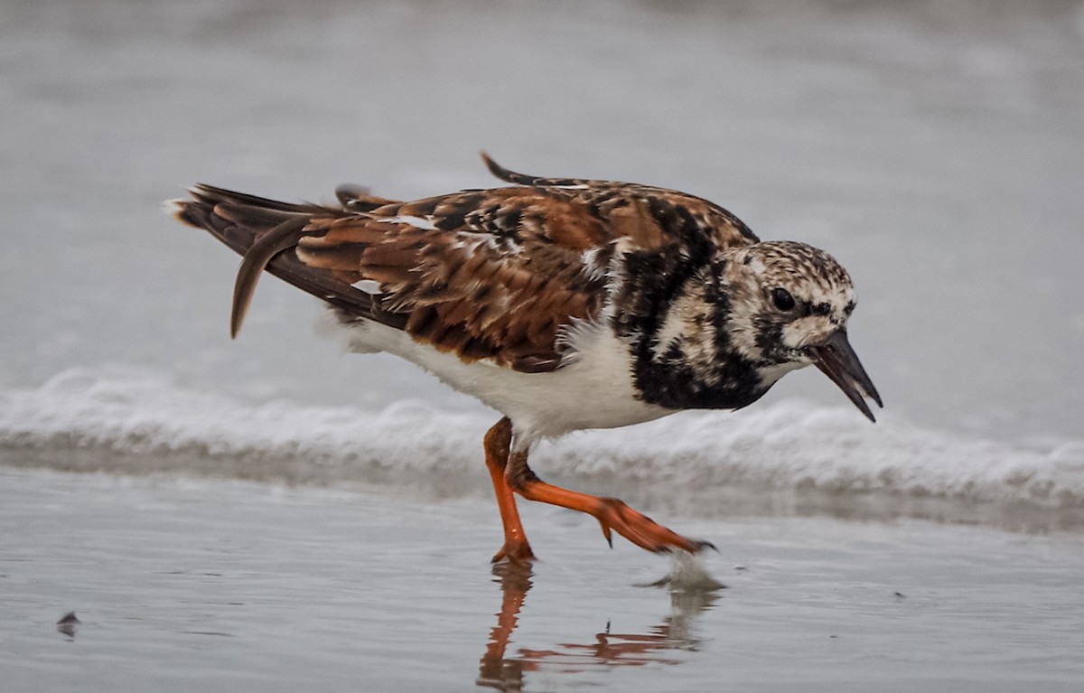 Ruddy Turnstone - ML338030861