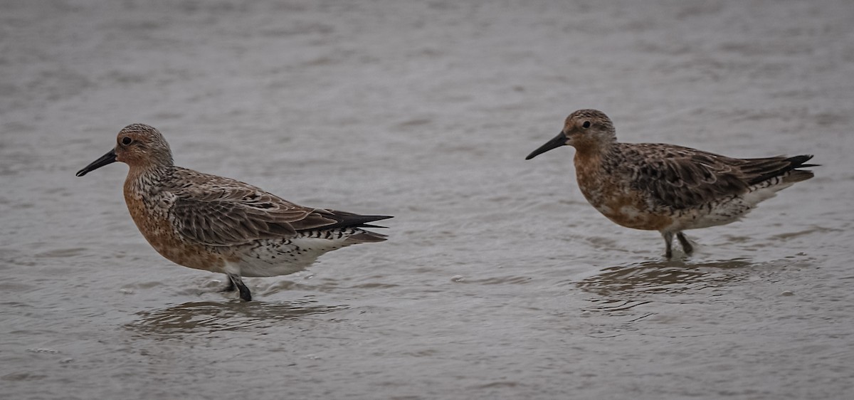 Red Knot - ML338030901