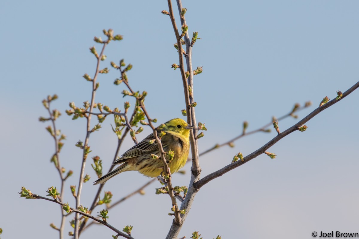 Yellowhammer - ML338031661