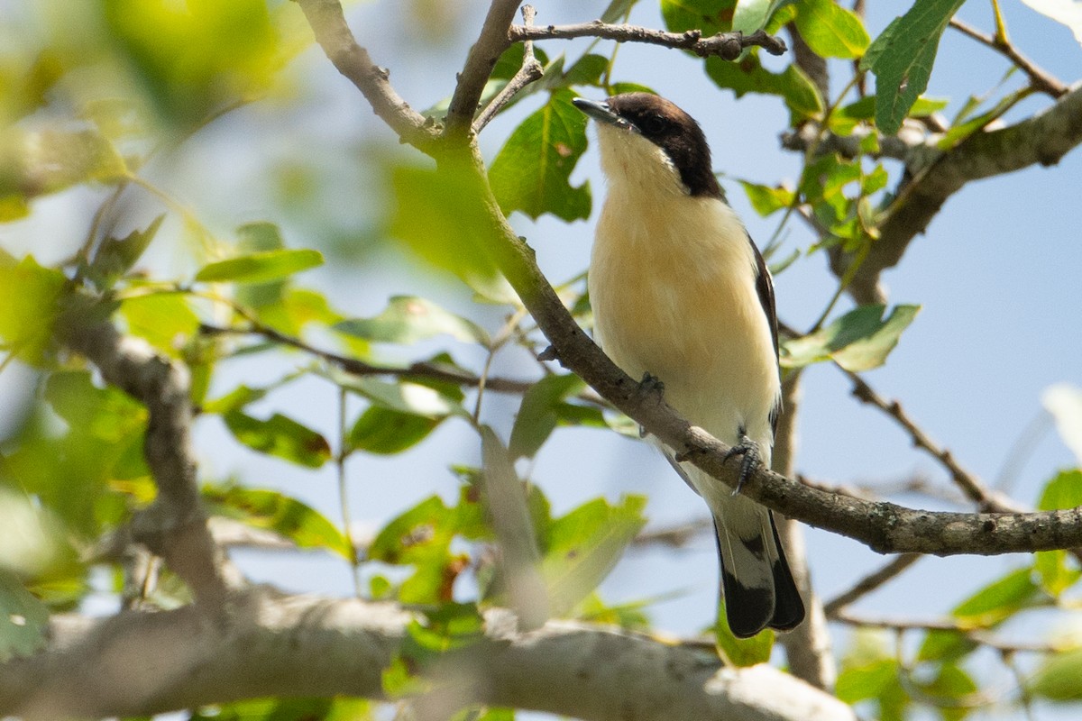 Southern Hyliota - Daniel Engelbrecht - Birding Ecotours