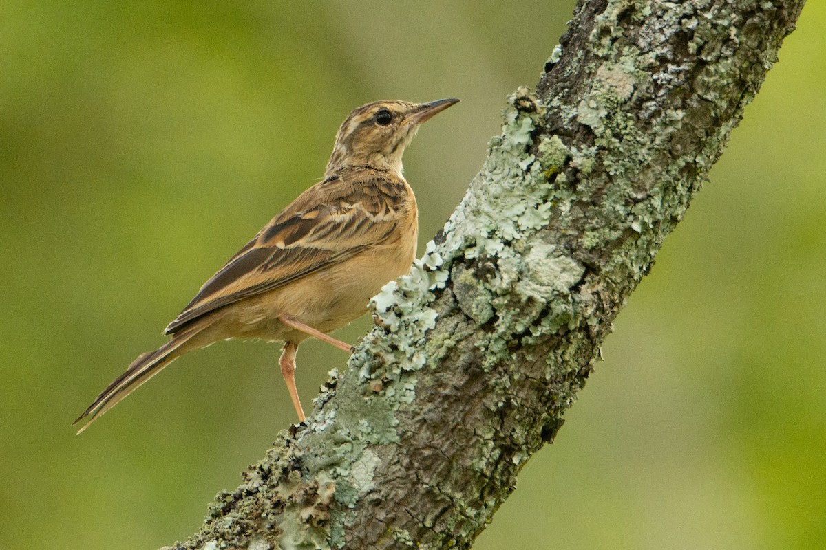 Woodland Pipit - ML338032471