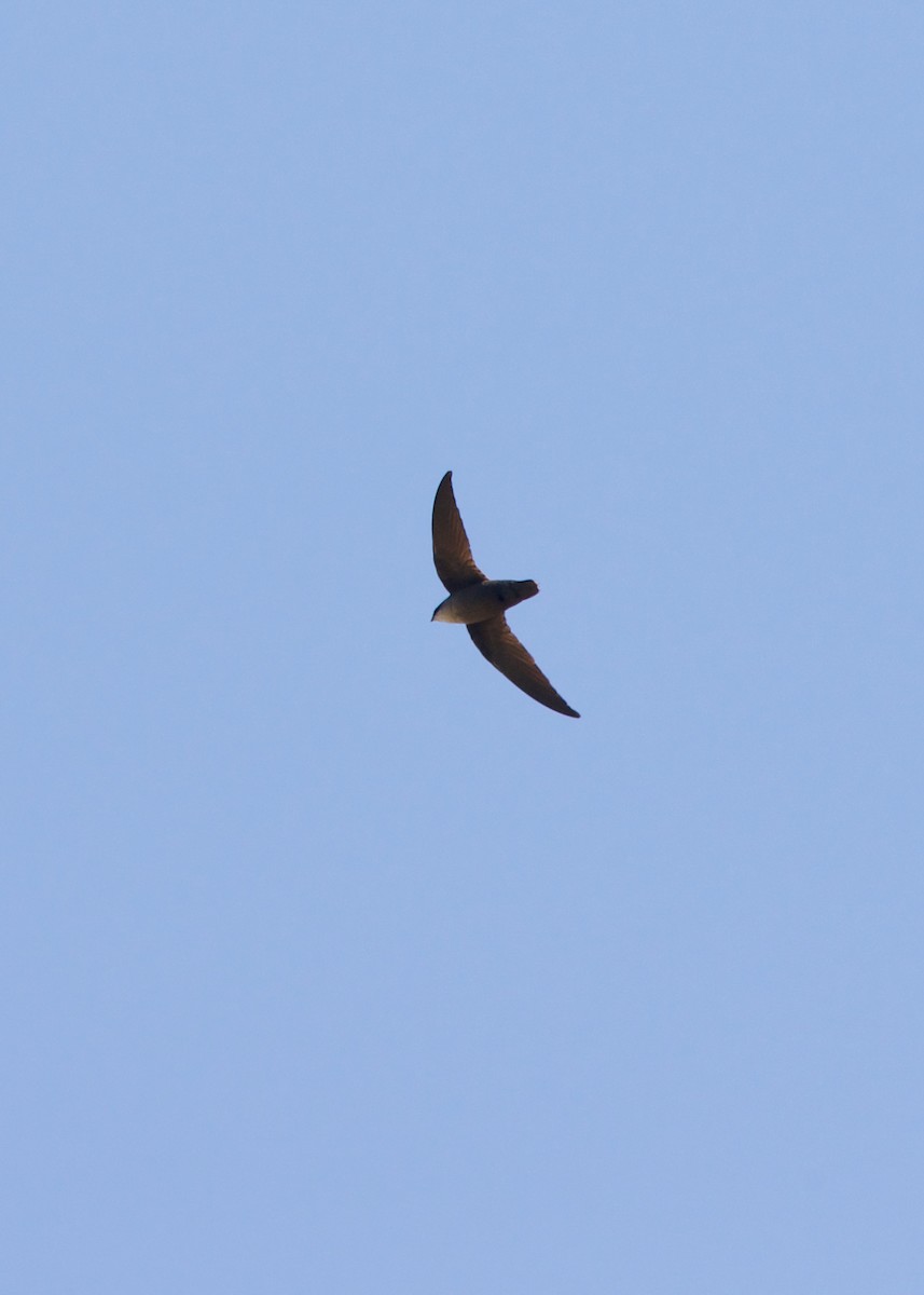 Chimney Swift - ML338035141