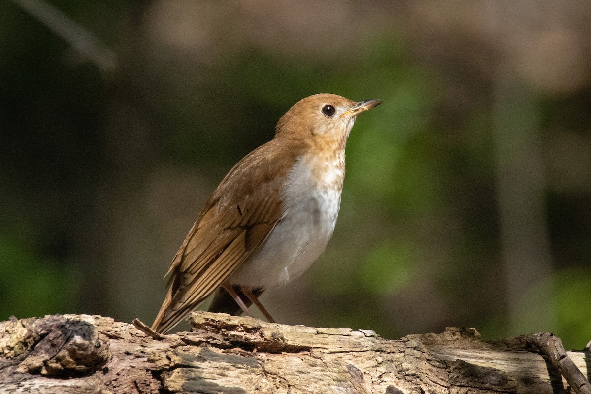 Veery - ML338036641