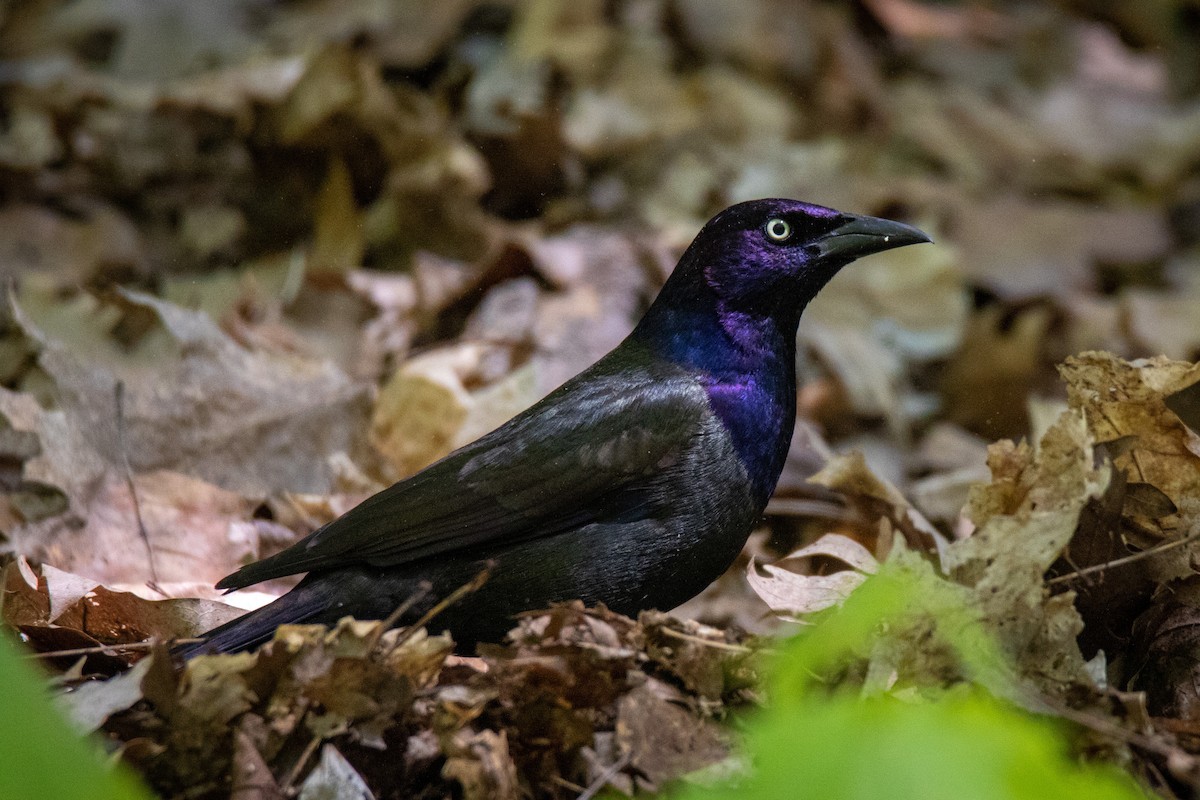 Common Grackle - ML338036721