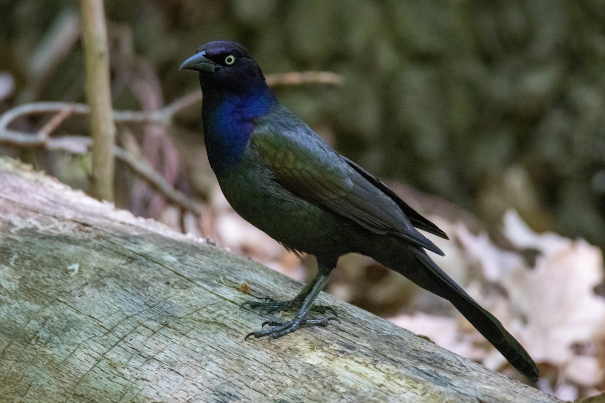 Common Grackle - ML338036741