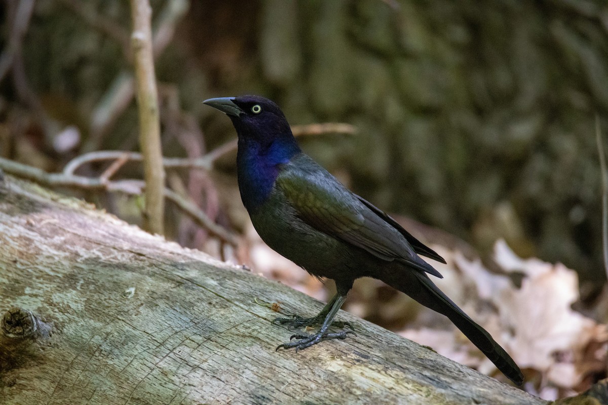 Common Grackle - ML338036761