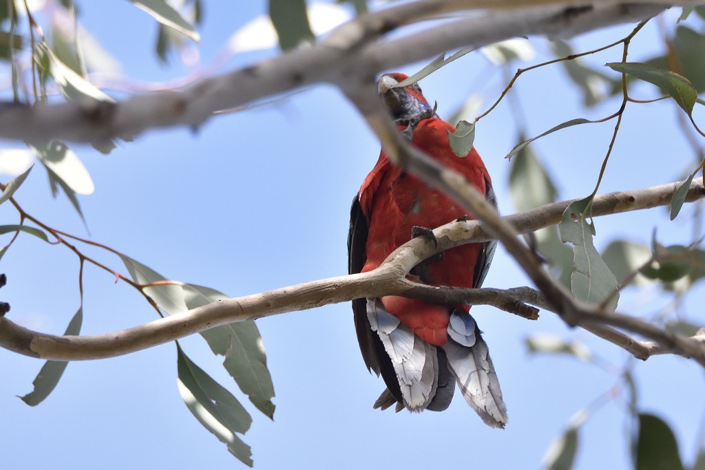 Crimson Rosella (Crimson) - ML338037101