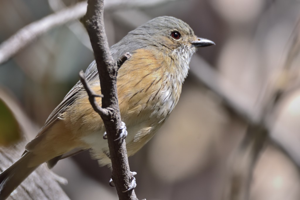 Rufous Whistler - ML338037151