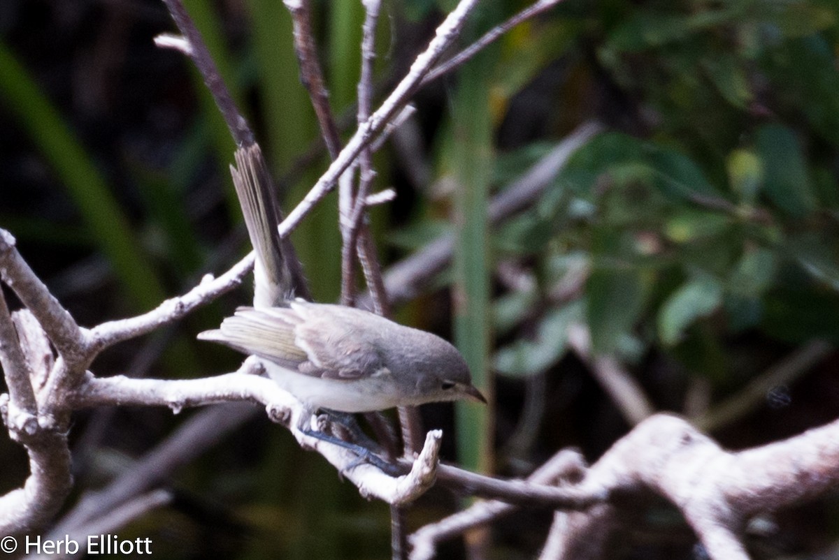Bell's Vireo - ML33803721
