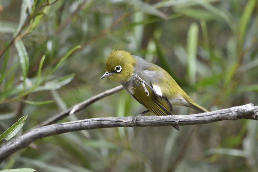 Silvereye - ML338037321