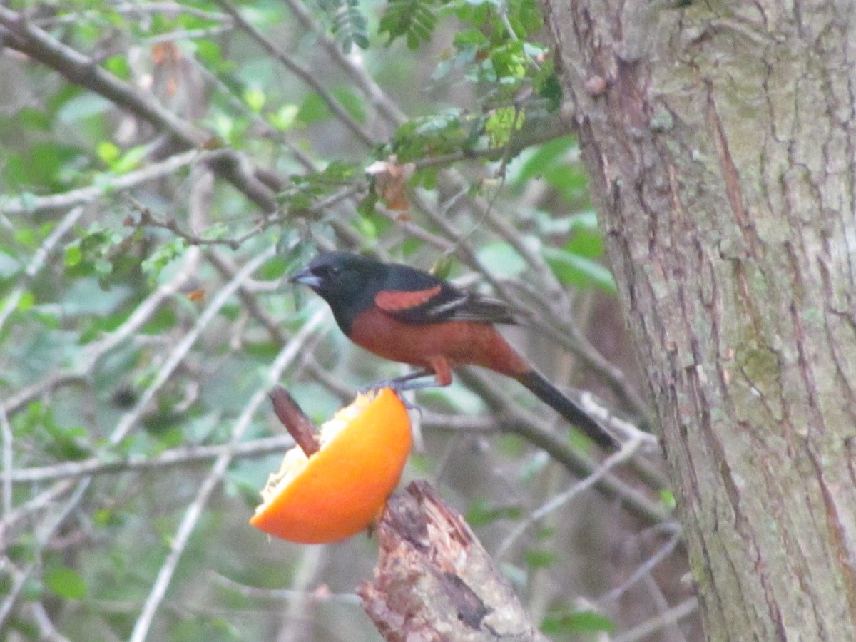 Orchard Oriole - ML33803751