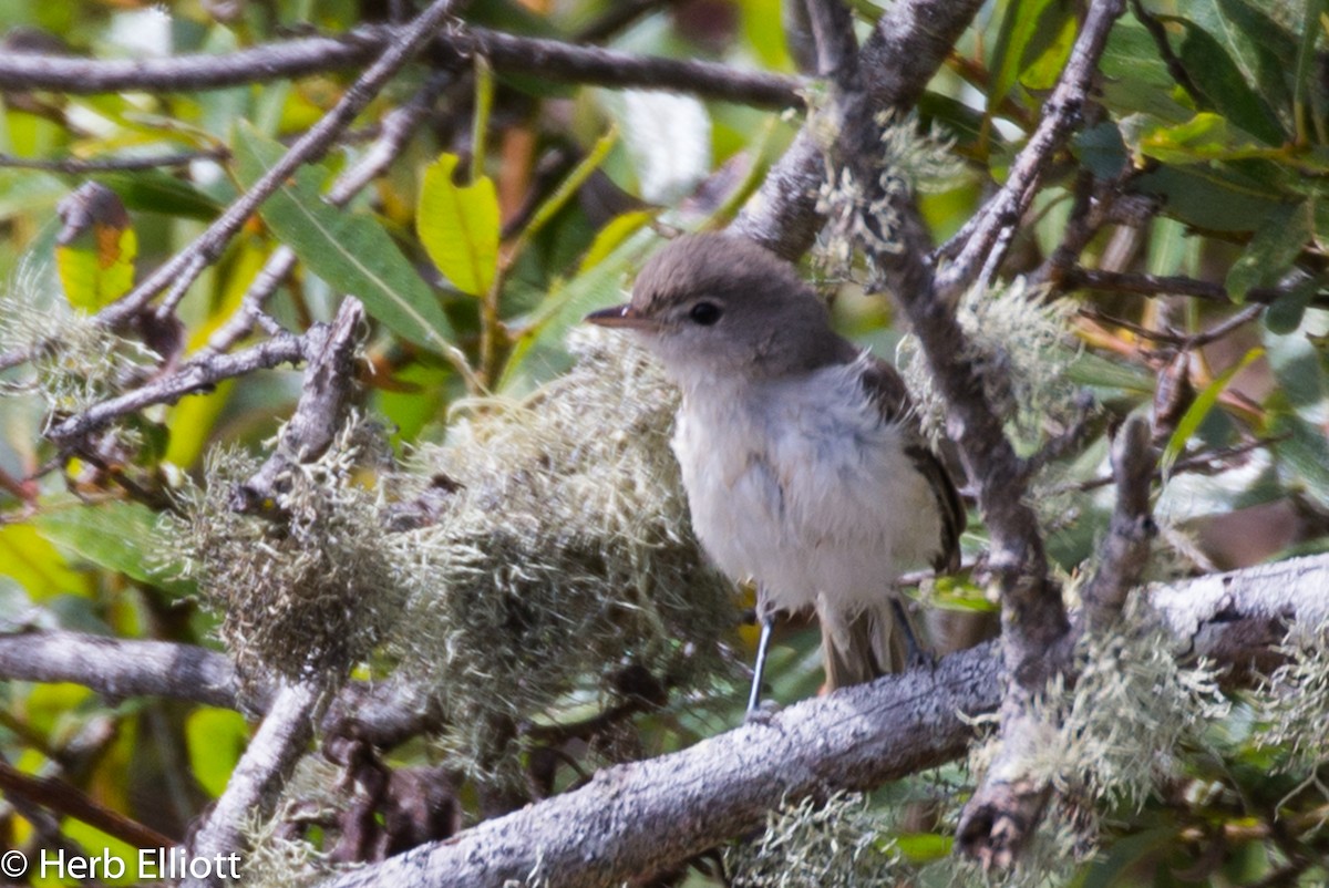 Bell's Vireo - ML33803761