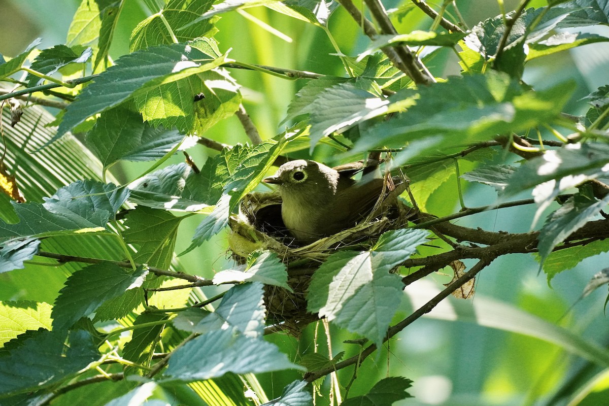 メジロチメドリ - ML338038141