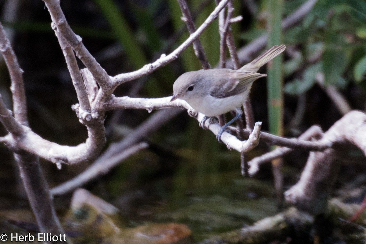 Bell's Vireo - ML33803841