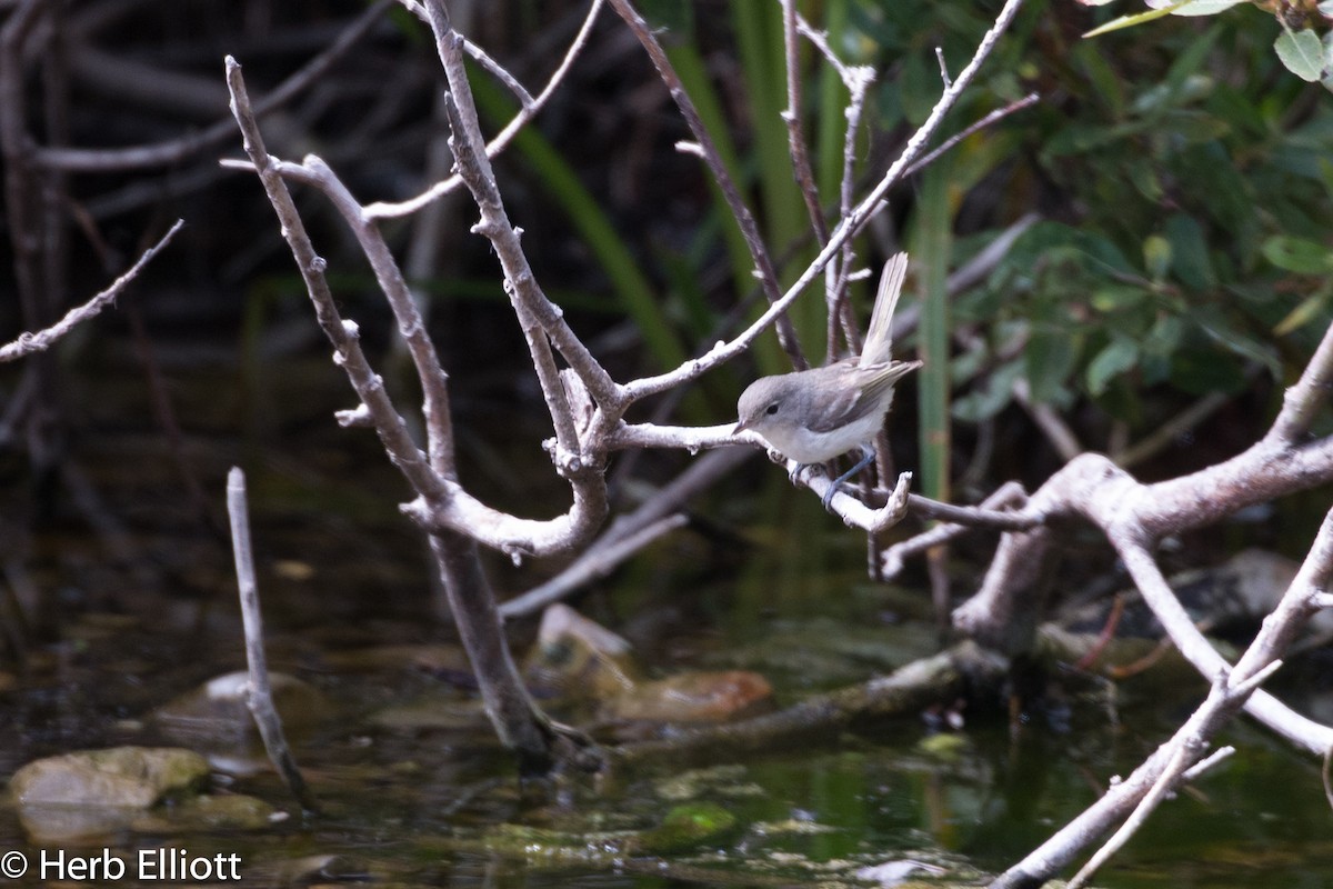 Bell's Vireo - ML33803851