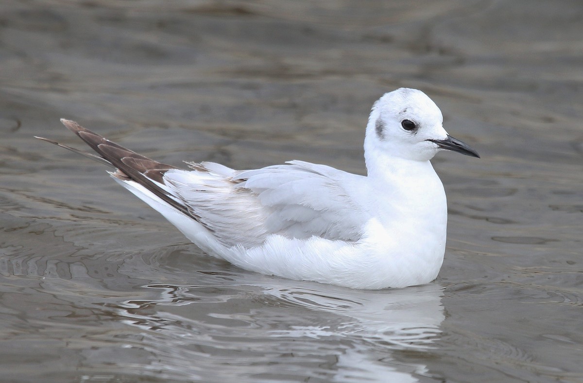 Bonaparte's Gull - ML338040721