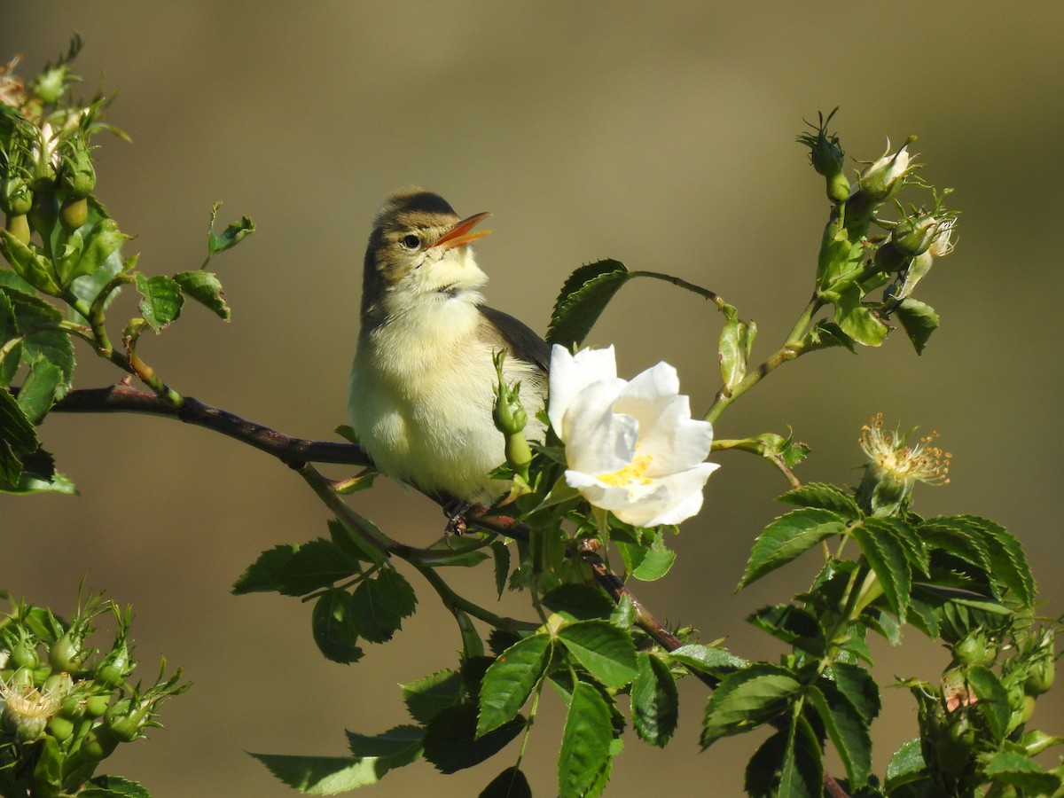 Melodious Warbler - ML338041011