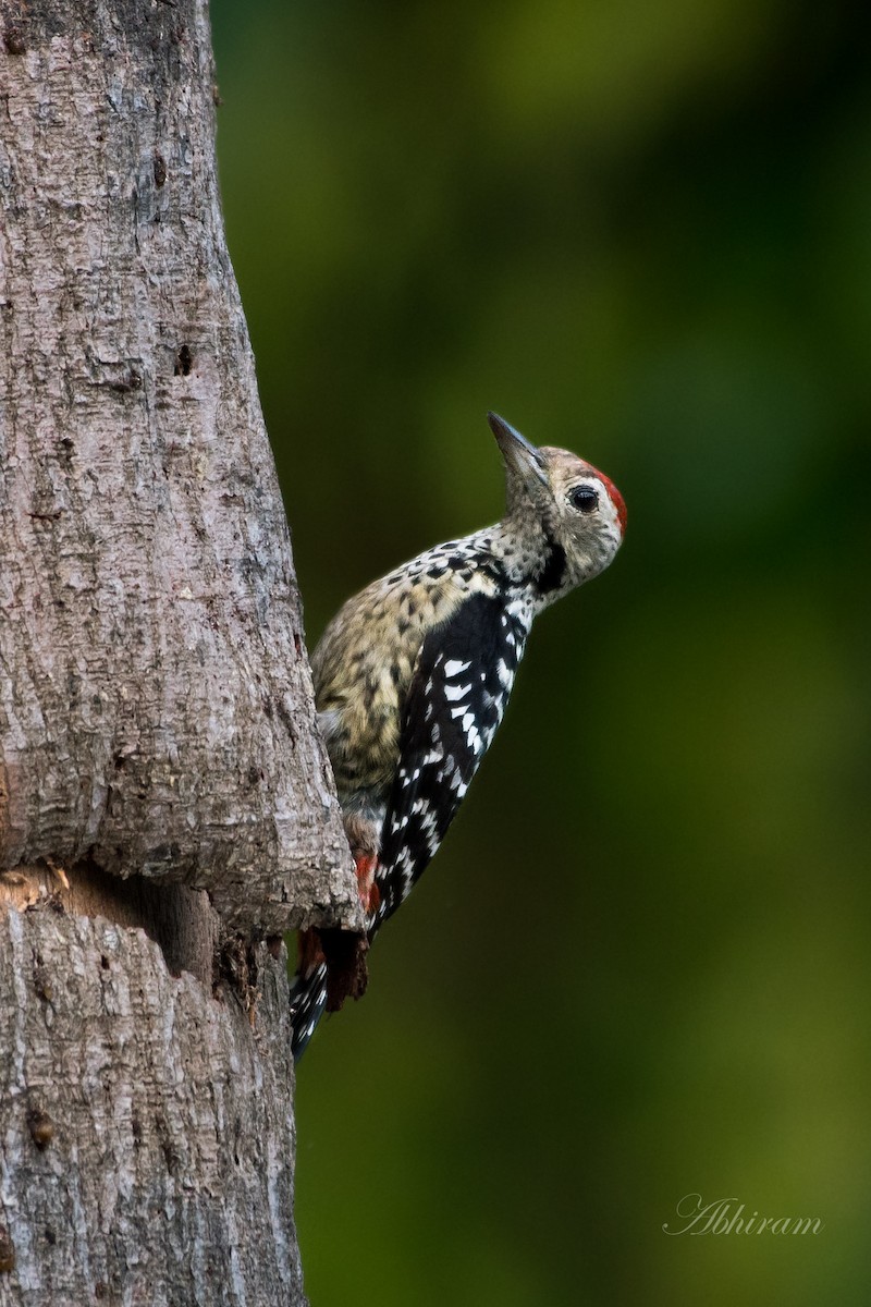 Freckle-breasted Woodpecker - Abhiram Sankar