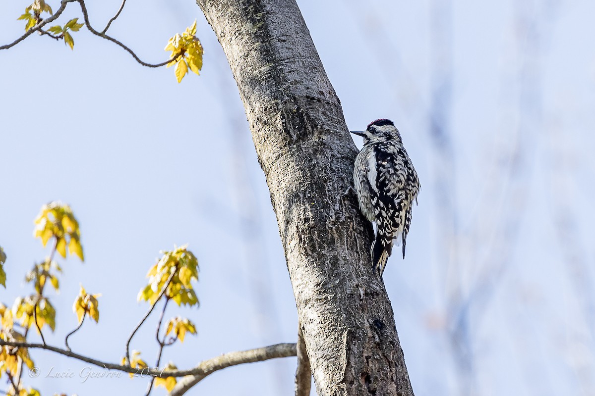 Yellow-bellied Sapsucker - ML338041451