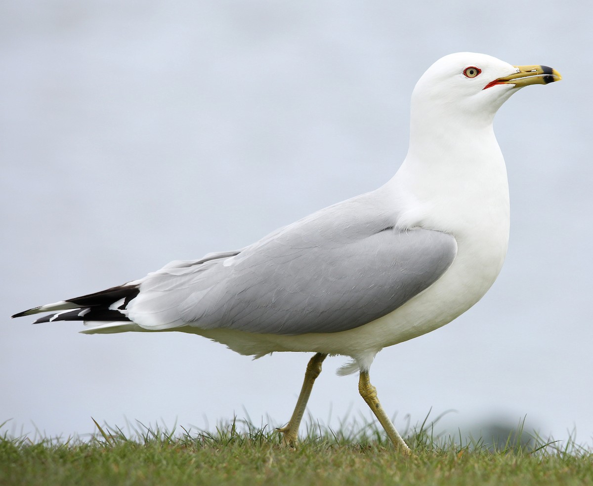 Ring-billed Gull - ML338042731