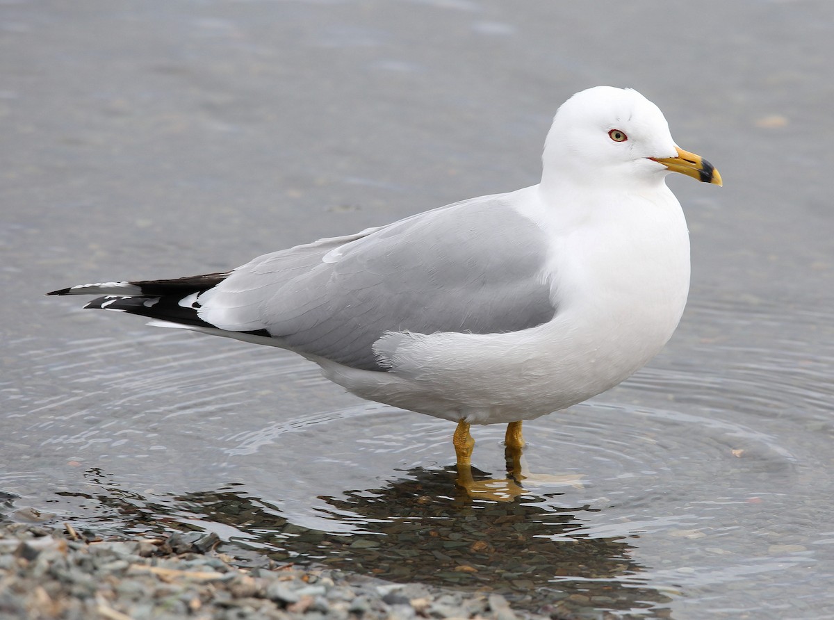 Ring-billed Gull - ML338043351