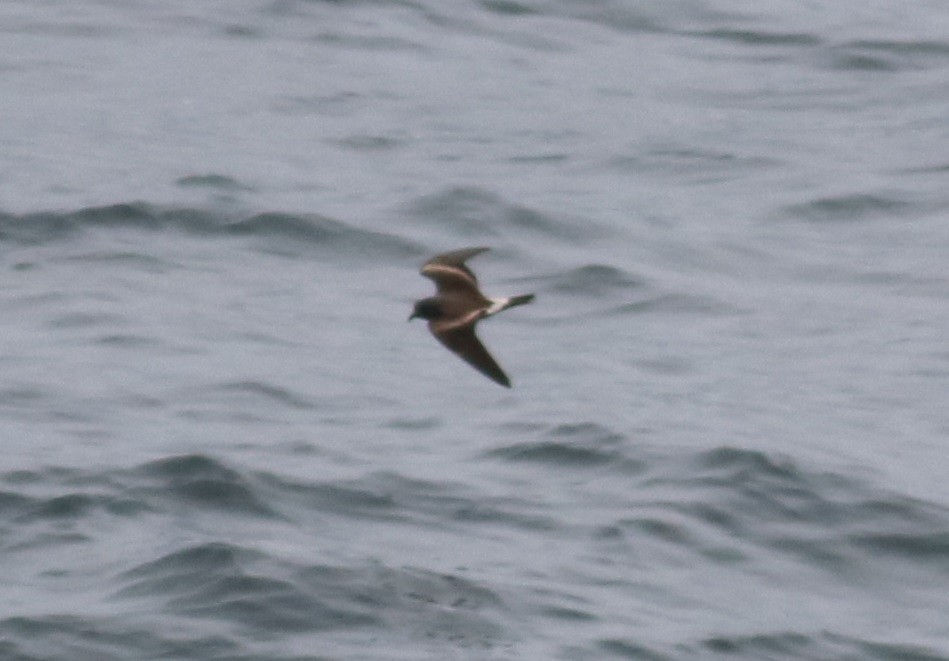 Leach's Storm-Petrel (Leach's) - Rick Taylor