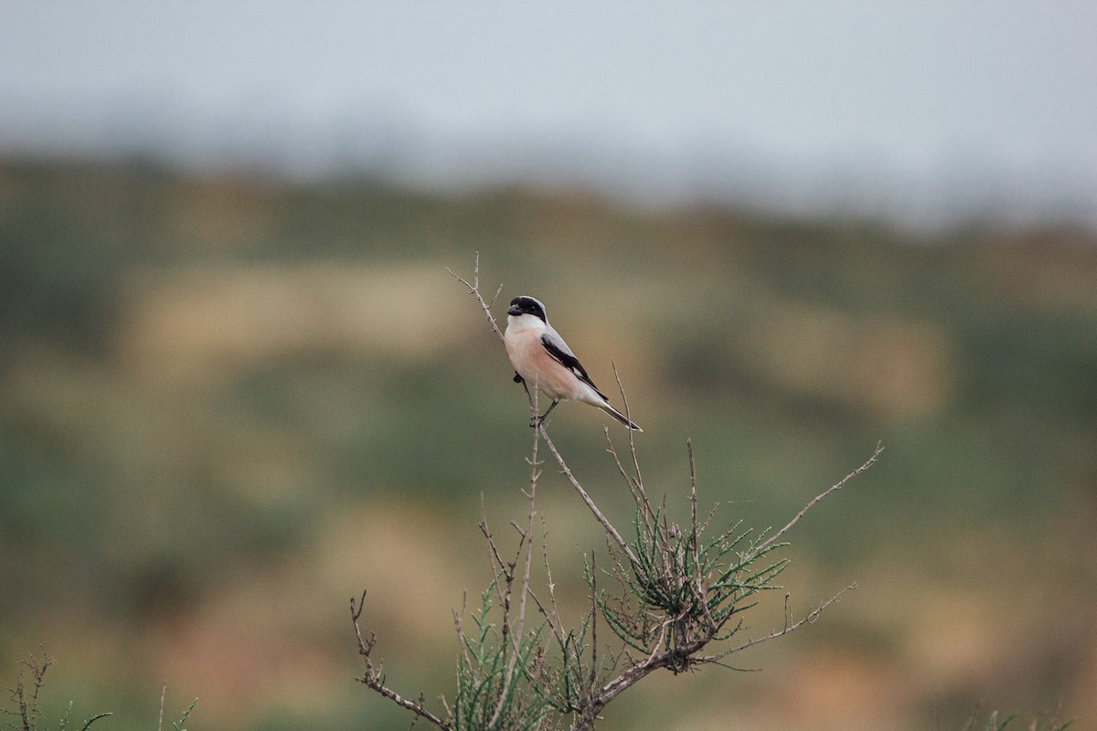 Lesser Gray Shrike - ML338046971