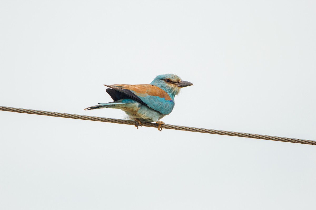 European Roller - ML338047231