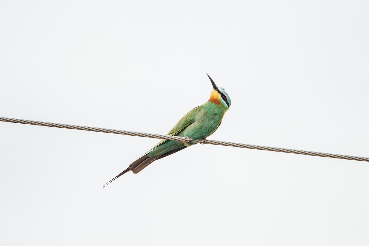 Blue-cheeked Bee-eater - Birding Azerbaijan Team
