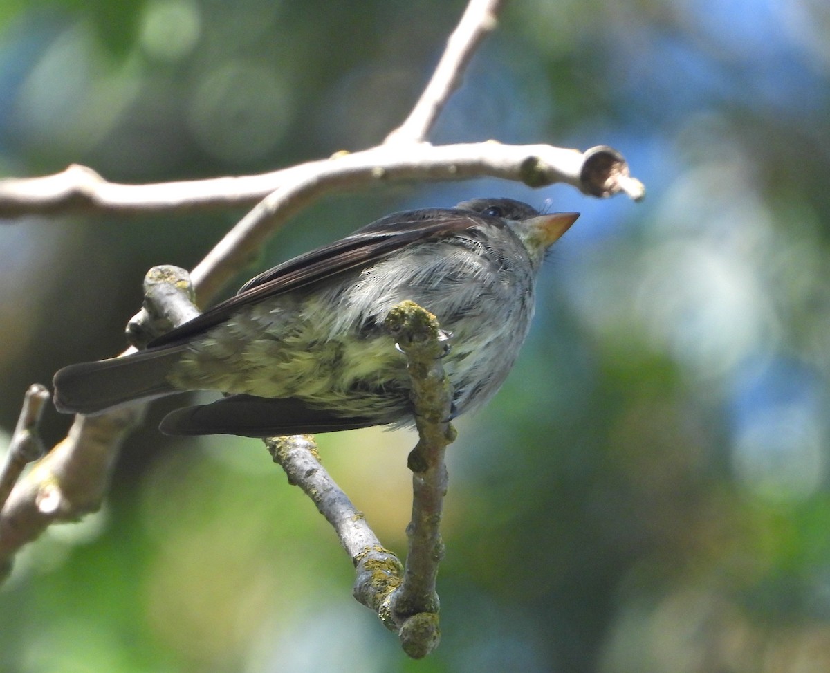 Western Wood-Pewee - ML338048151