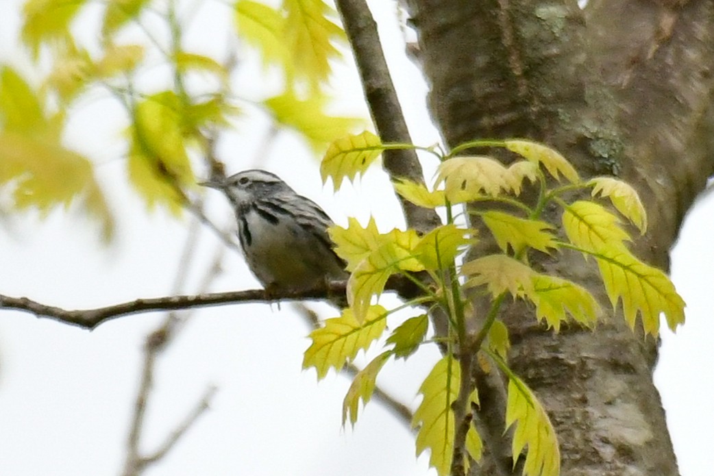 Black-and-white Warbler - Cristine Van Dyke