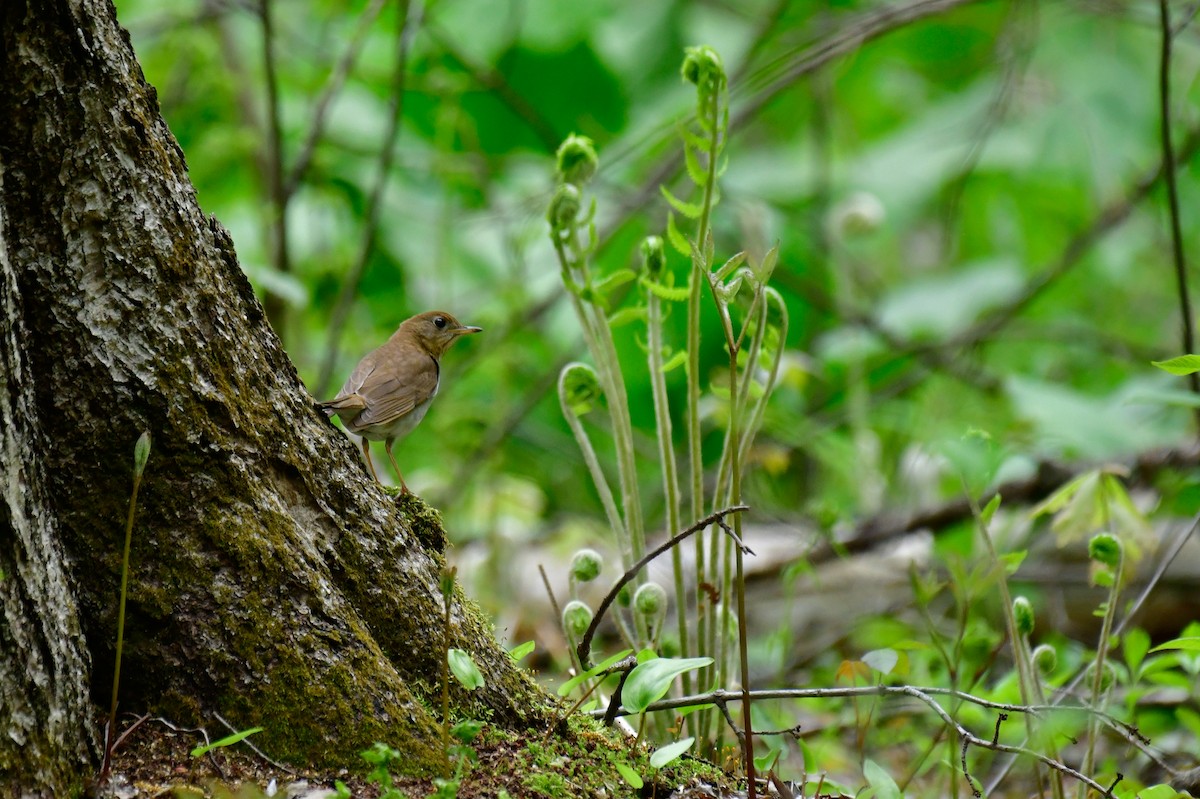 Veery - Cristine Van Dyke