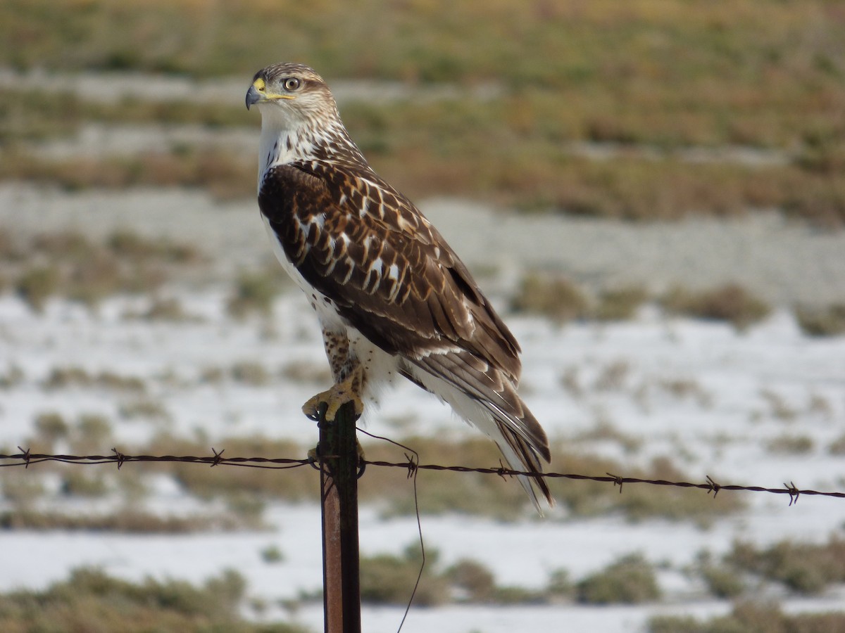 Ferruginous Hawk - Stanley Senner