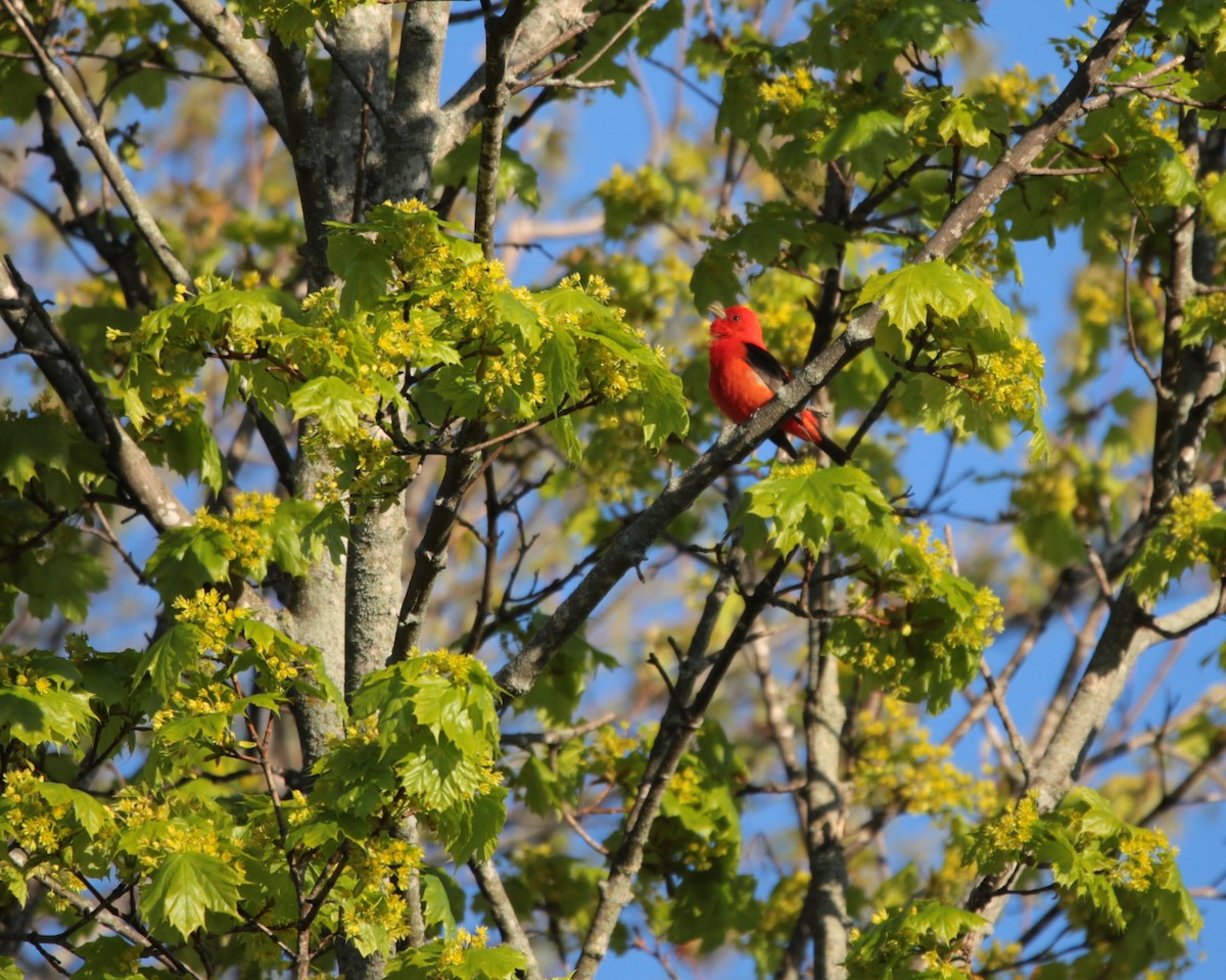 Scarlet Tanager - ML338050301