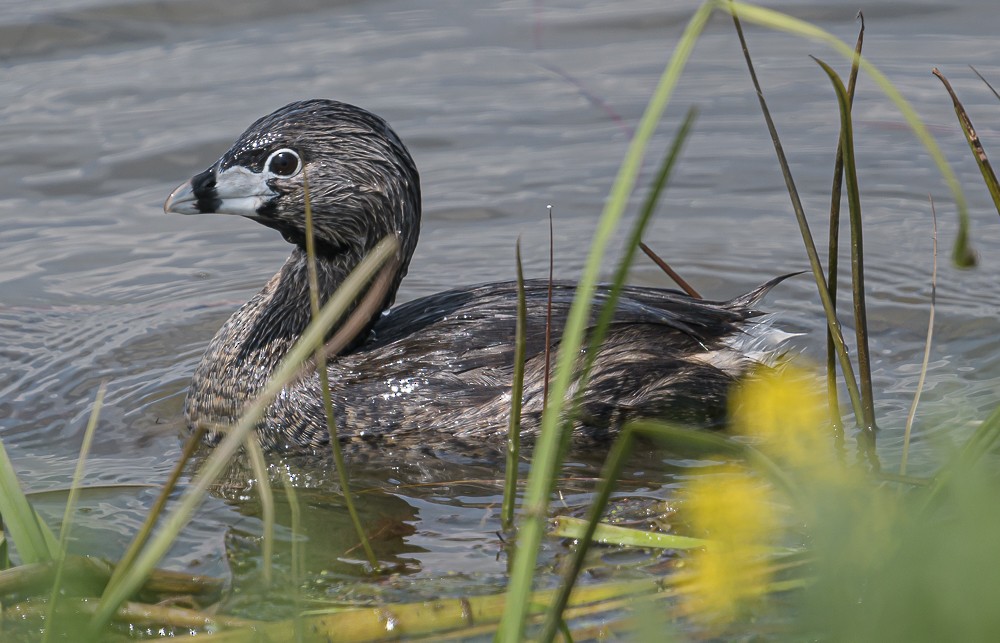 Pied-billed Grebe - ML338053261