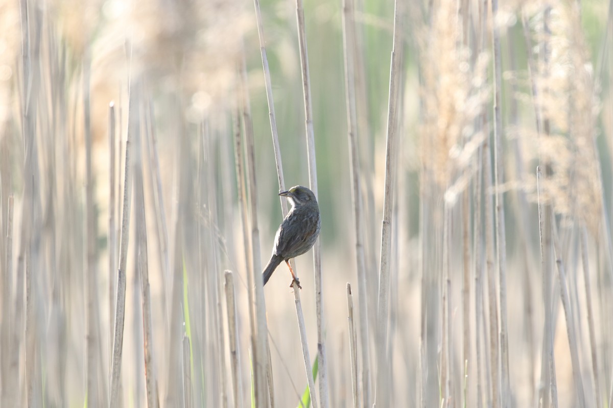 Seaside Sparrow - ML338055901