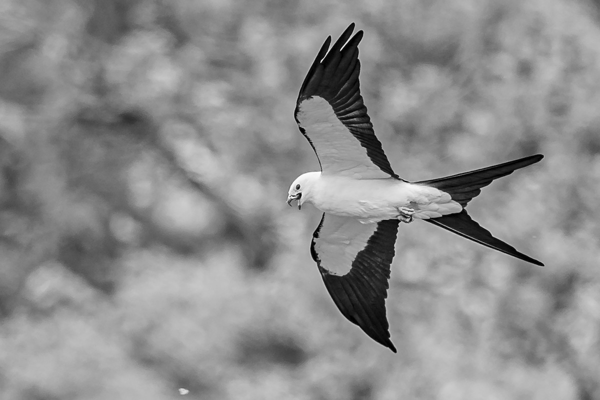Swallow-tailed Kite - ML338058731