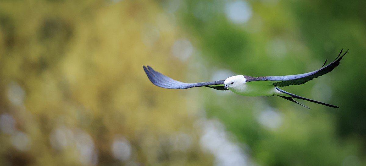 Swallow-tailed Kite - ML338058741