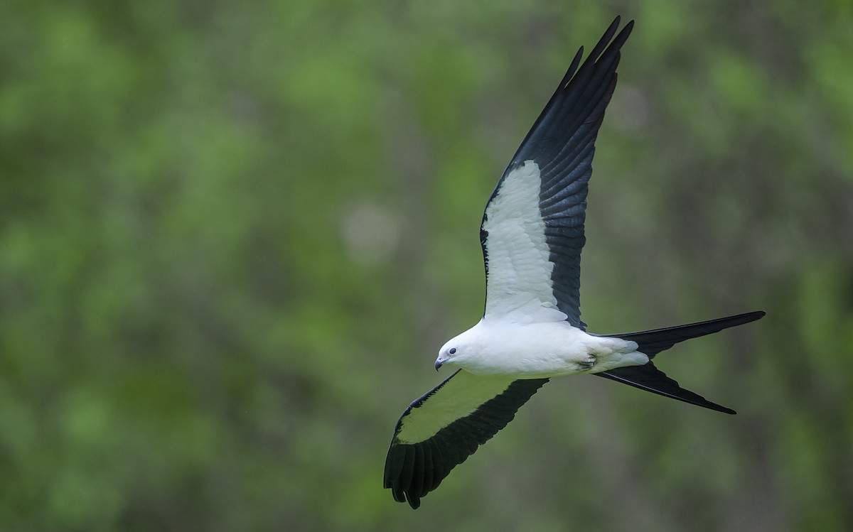 Swallow-tailed Kite - ML338058761