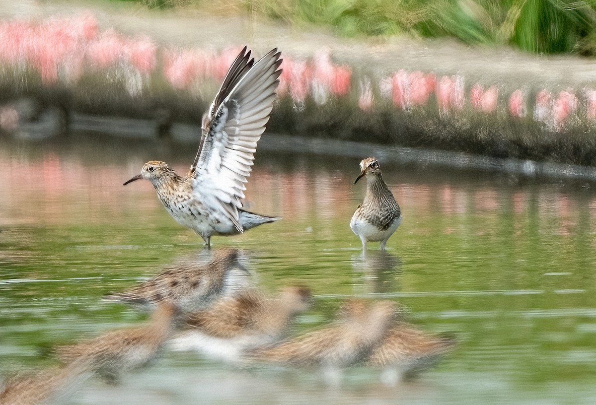 Pectoral Sandpiper - ML338059531