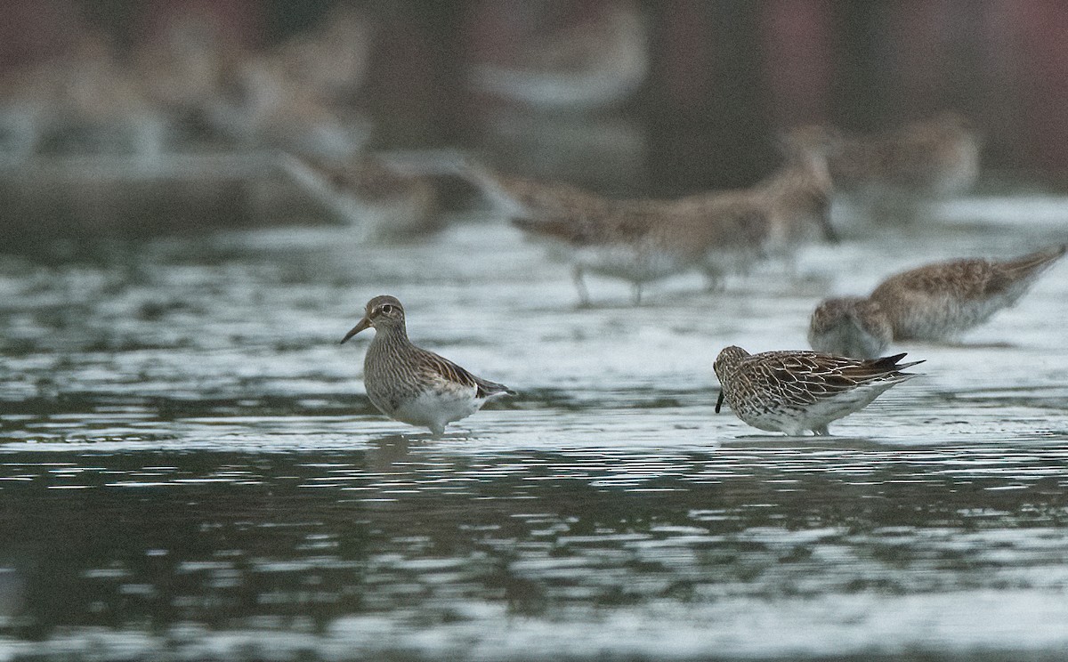 Pectoral Sandpiper - jimmy Yao