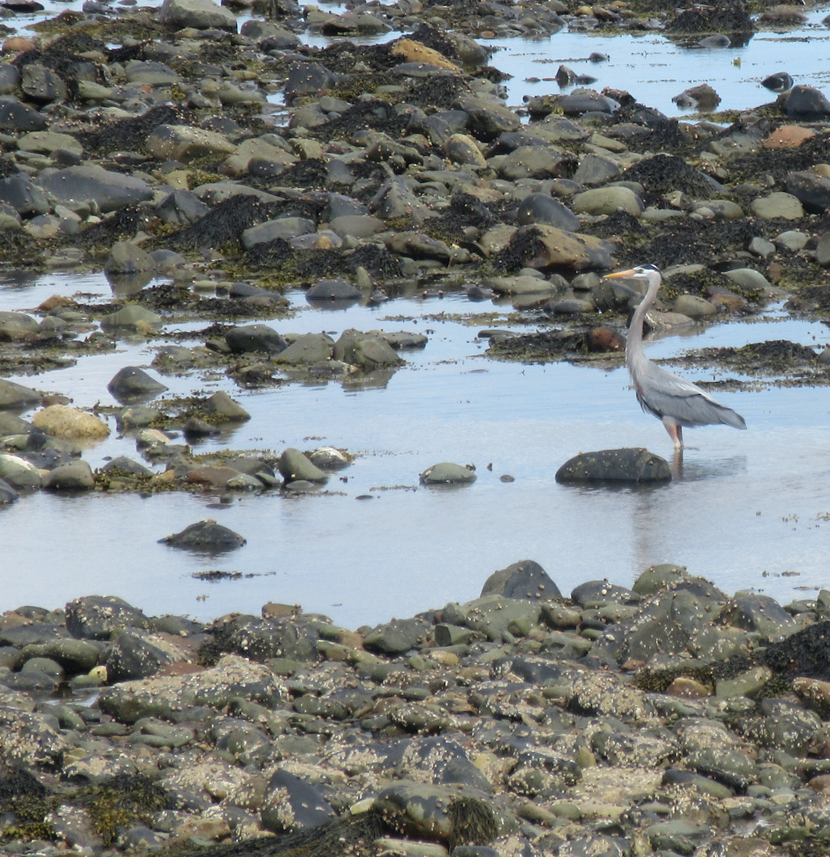 Great Blue Heron - ML338059871