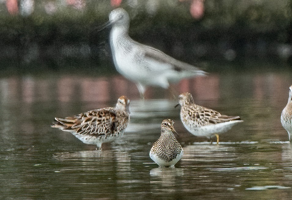 Pectoral Sandpiper - ML338059881