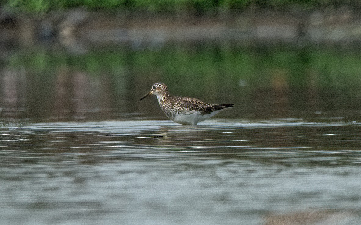 Pectoral Sandpiper - ML338060091