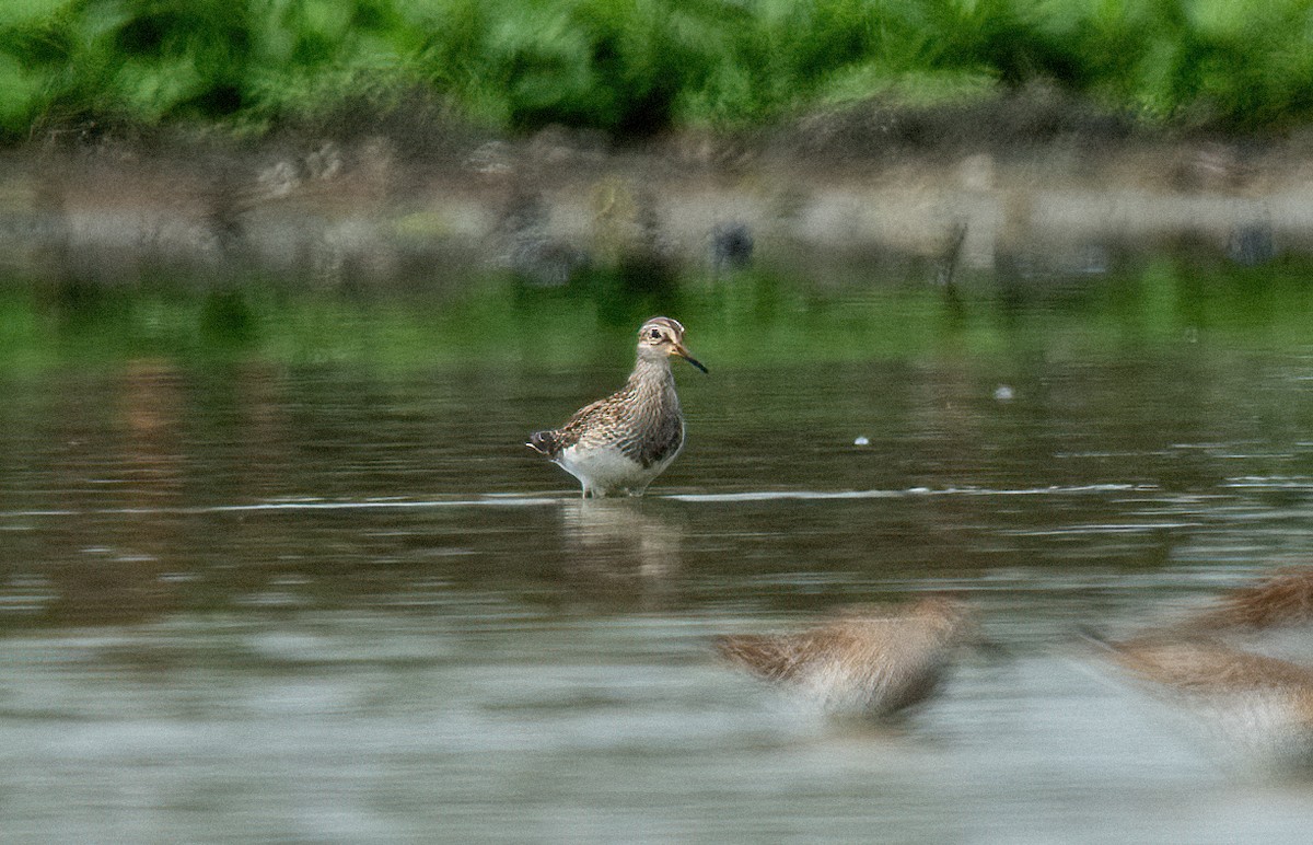 Pectoral Sandpiper - ML338060141